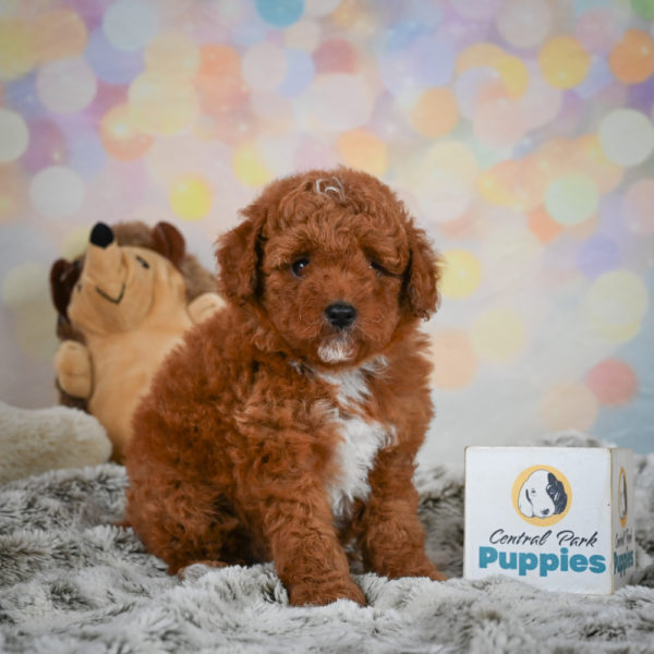 Toy Poodle Puppy for Sale