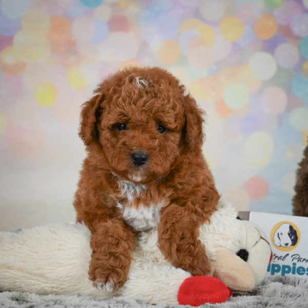 Toy Poodle Puppy for Sale