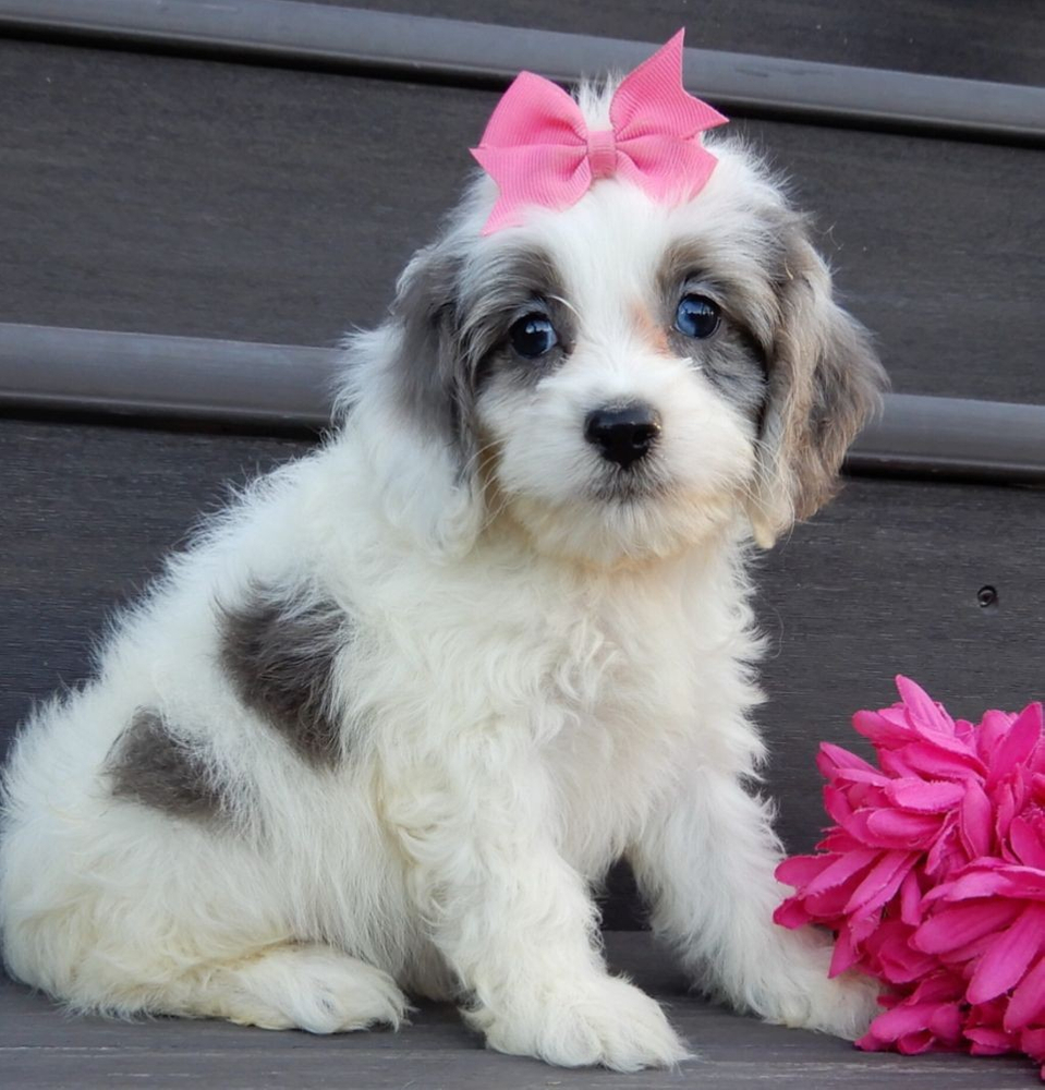 F1 Cockapoo Puppy for Sale in NYC