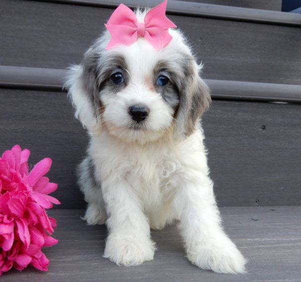 F1 Cockapoo Puppy for Sale