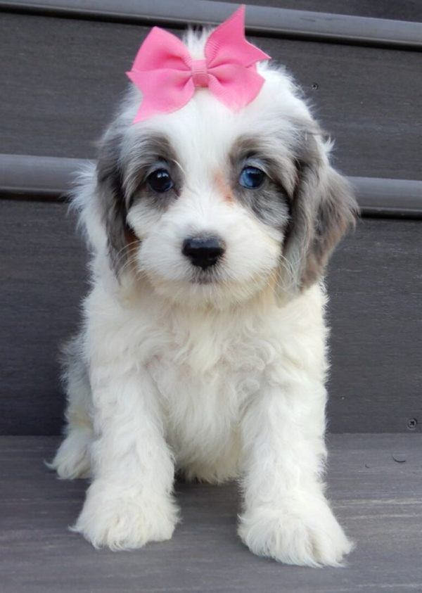 F1 Cockapoo Puppy for Sale