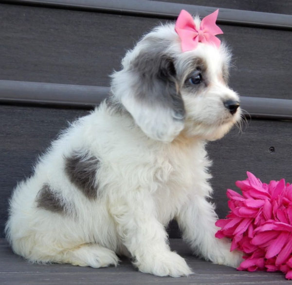 F1 Cockapoo Puppy for Sale