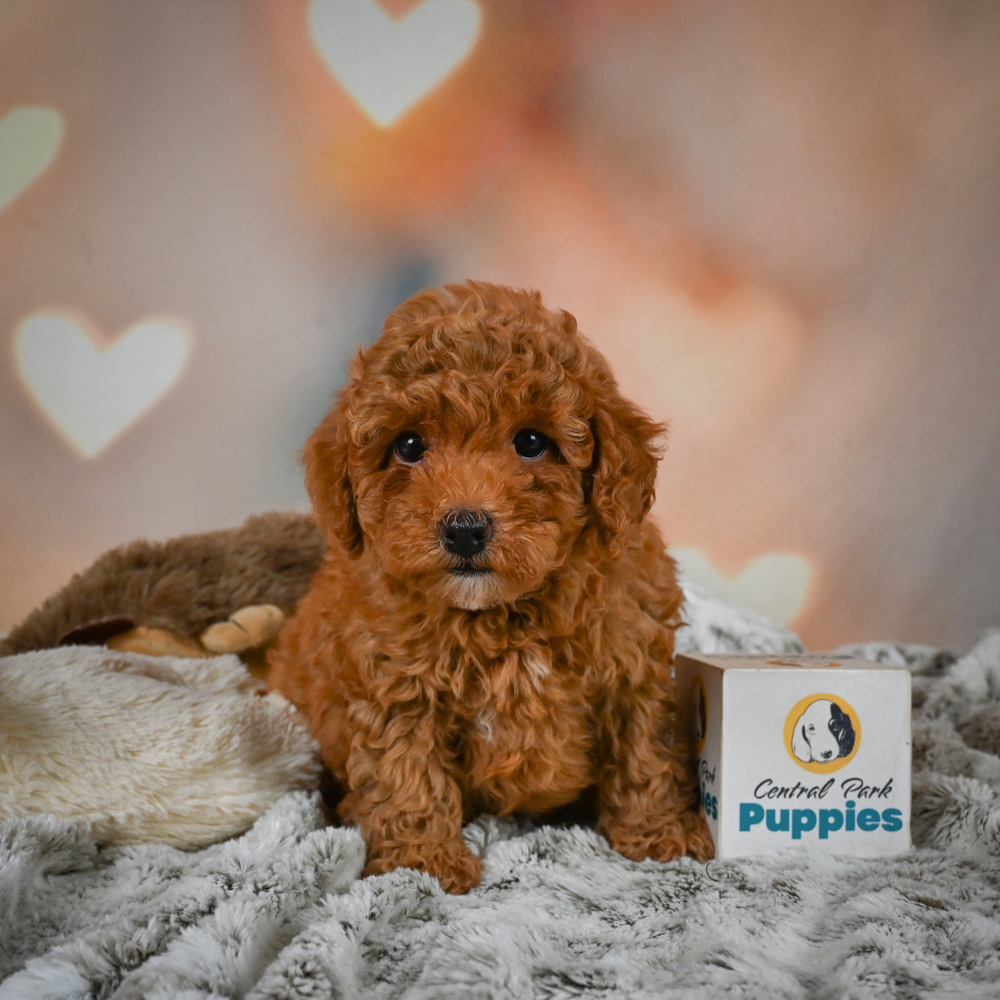 F1bb Maltipoo Puppy for Sale in NYC