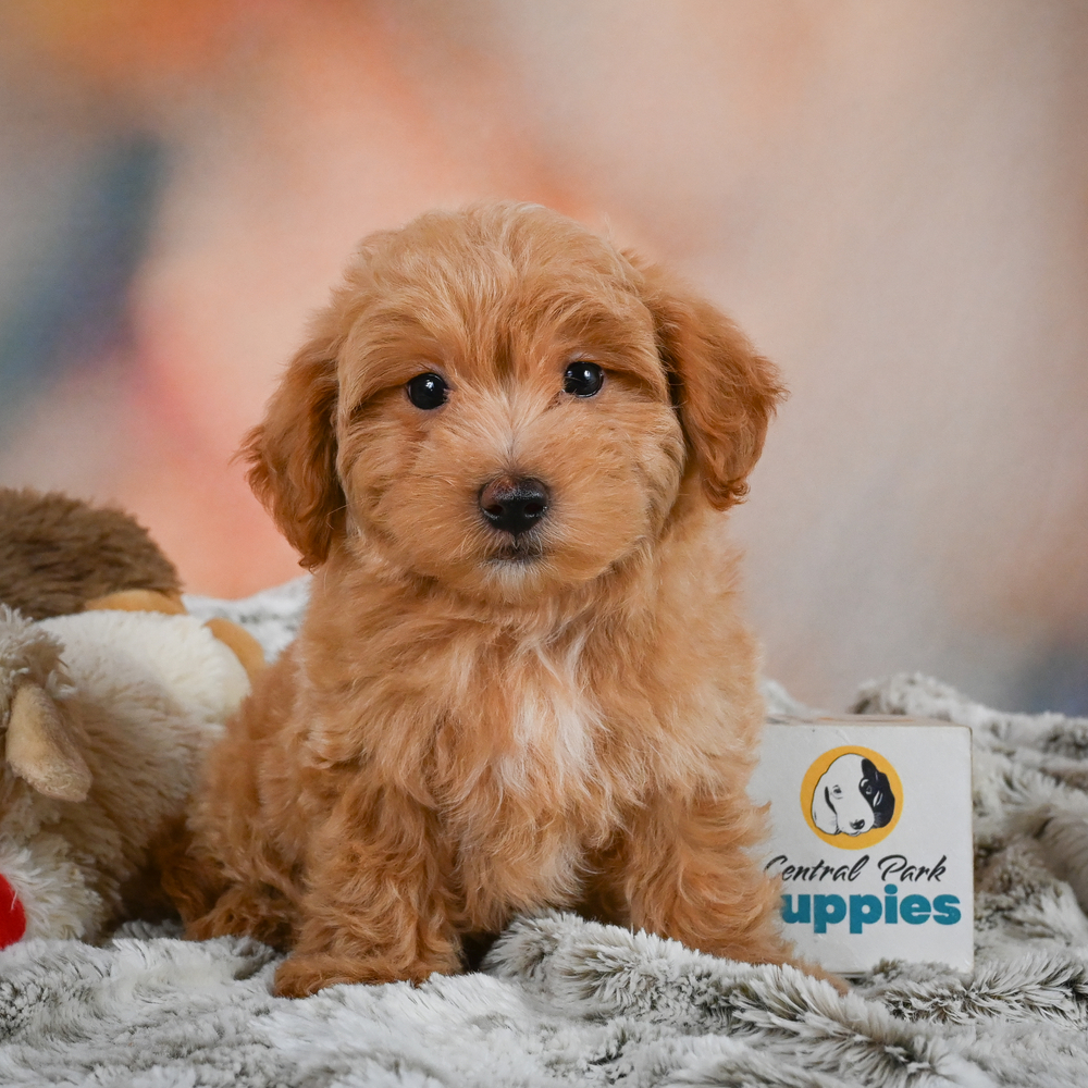 F1 Maltipoo Puppy for Sale in NYC
