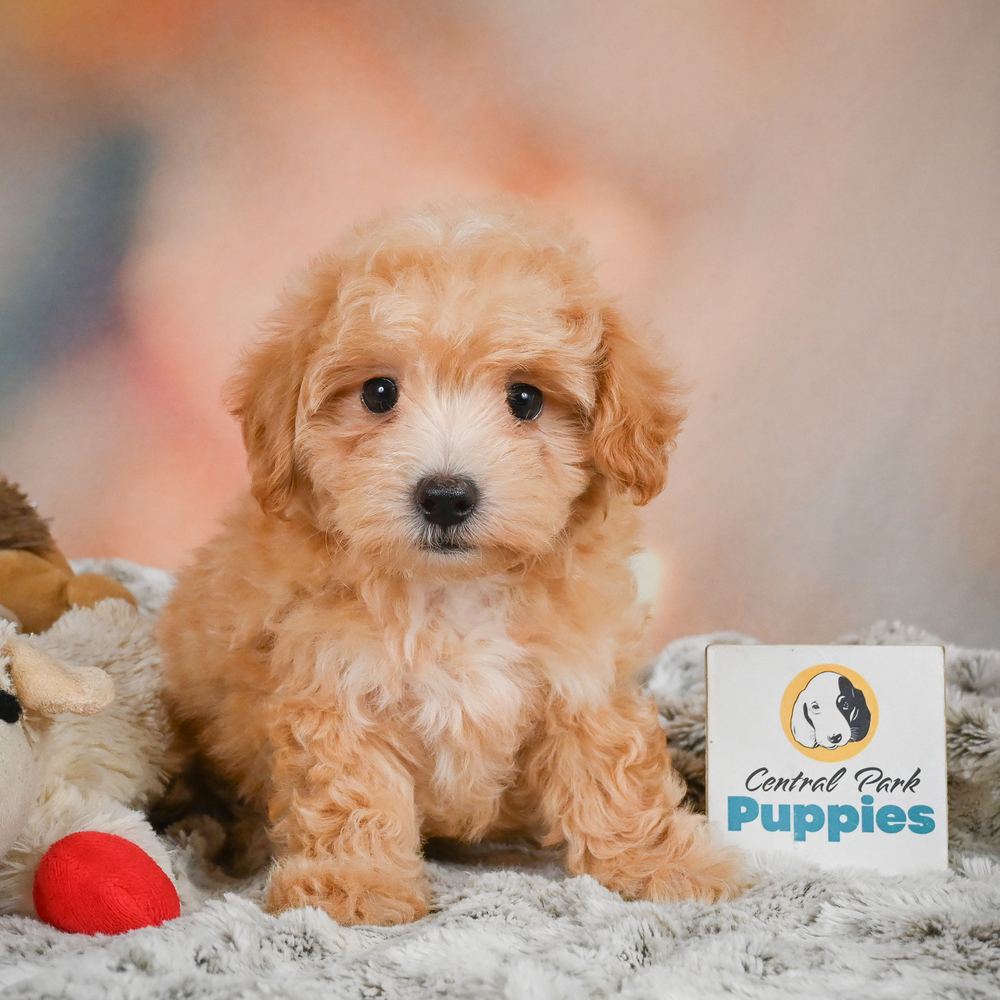 F1 Maltipoo Puppy for Sale in NYC