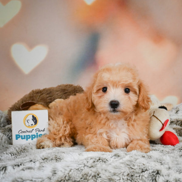 F1 Maltipoo Puppy for Sale