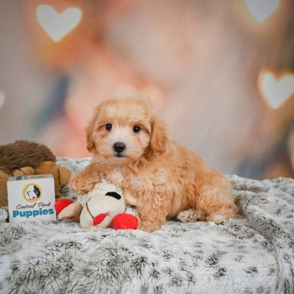 F1 Maltipoo Puppy for Sale