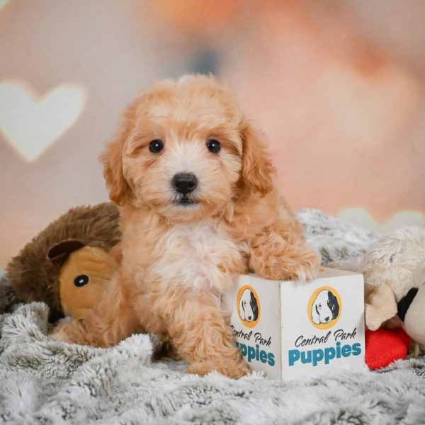 F1 Maltipoo Puppy for Sale