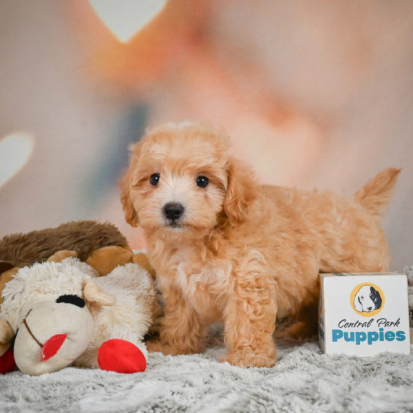 F1 Maltipoo Puppy for Sale