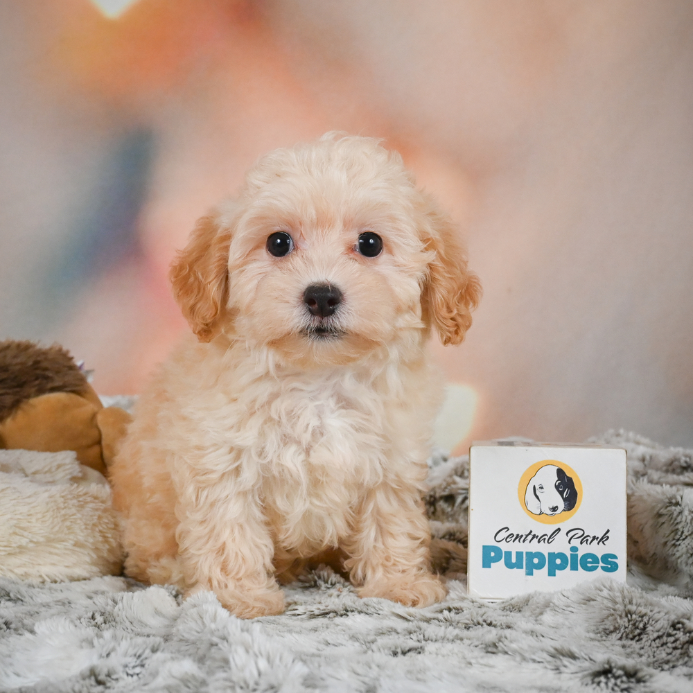 F1 Maltipoo Puppy for Sale in NYC