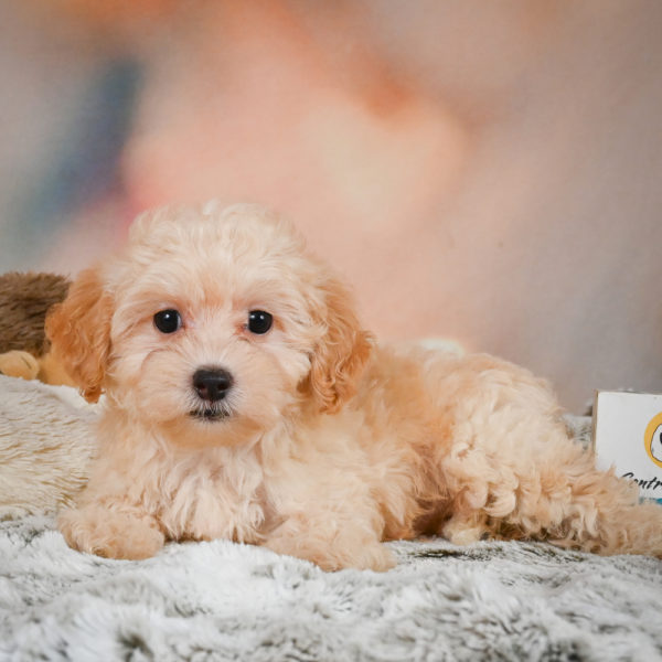 F1 Maltipoo Puppy for Sale