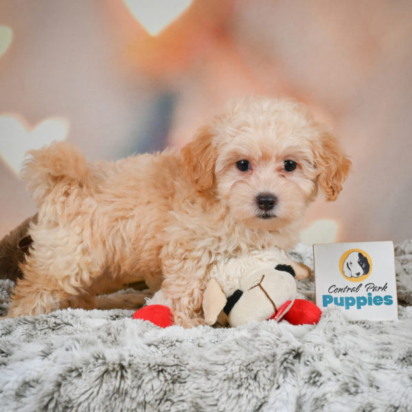 F1 Maltipoo Puppy for Sale
