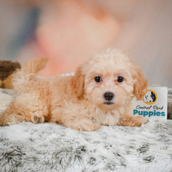 F1 Maltipoo Puppy for Sale