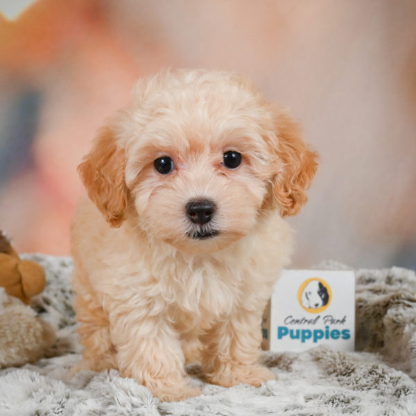 F1 Maltipoo Puppy for Sale