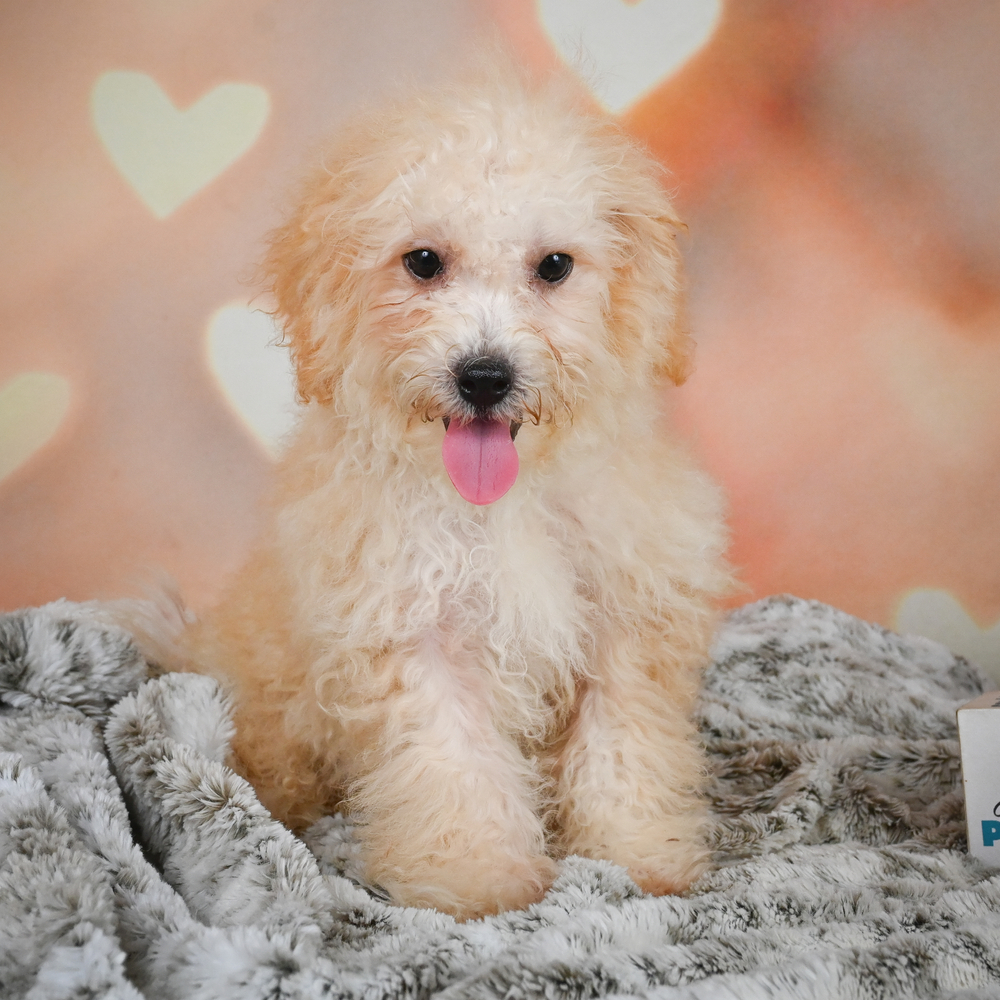 F1 Maltipoo Puppy for Sale in NYC