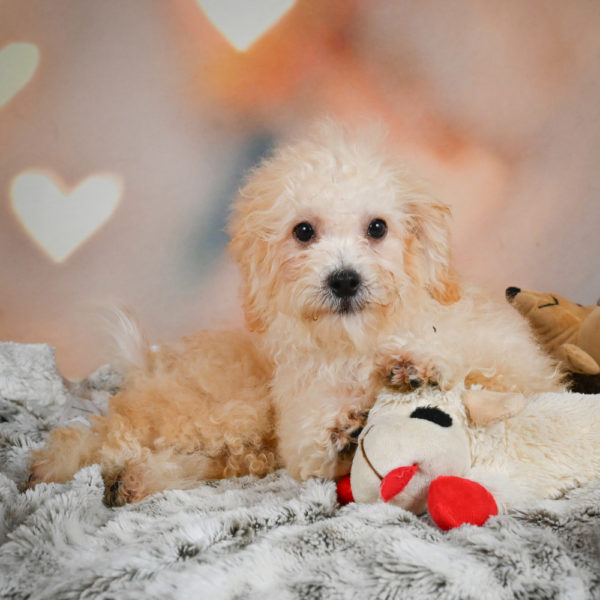 F1 Maltipoo Puppy for Sale