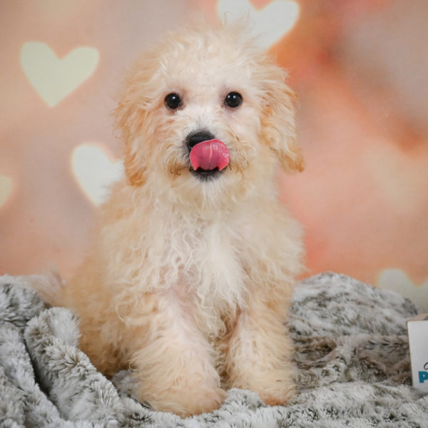 F1 Maltipoo Puppy for Sale