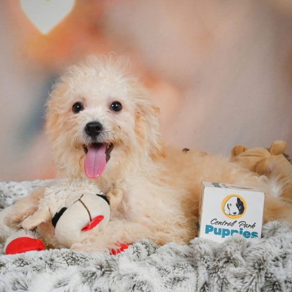 F1 Maltipoo Puppy for Sale