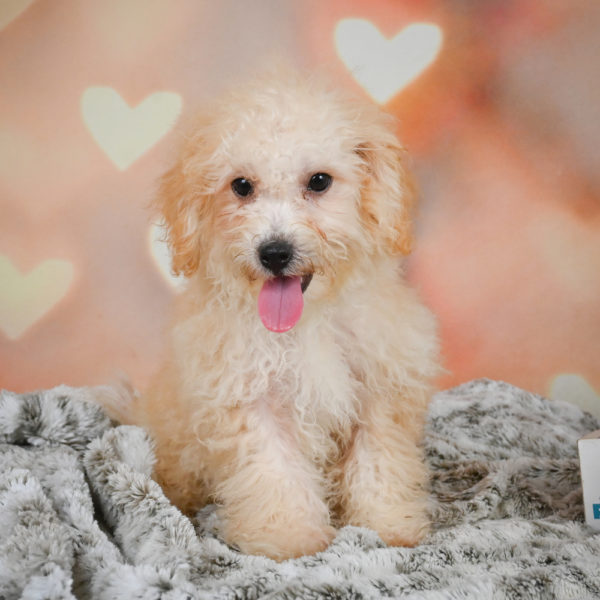 F1 Maltipoo Puppy for Sale