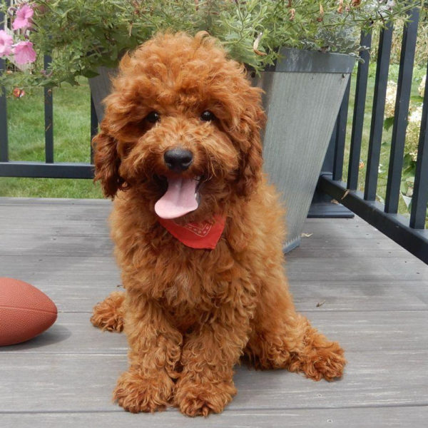 F1b Cavapoo Puppy for Sale