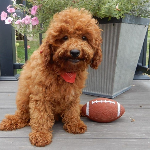 F1b Cavapoo Puppy for Sale