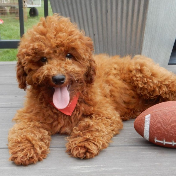 F1b Cavapoo Puppy for Sale