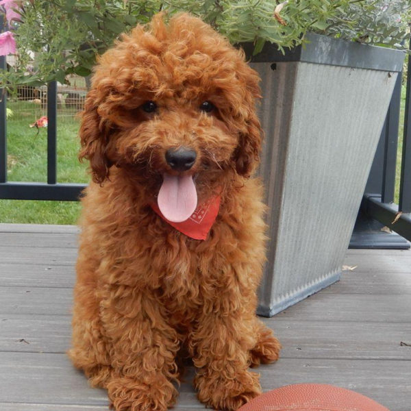 F1b Cavapoo Puppy for Sale