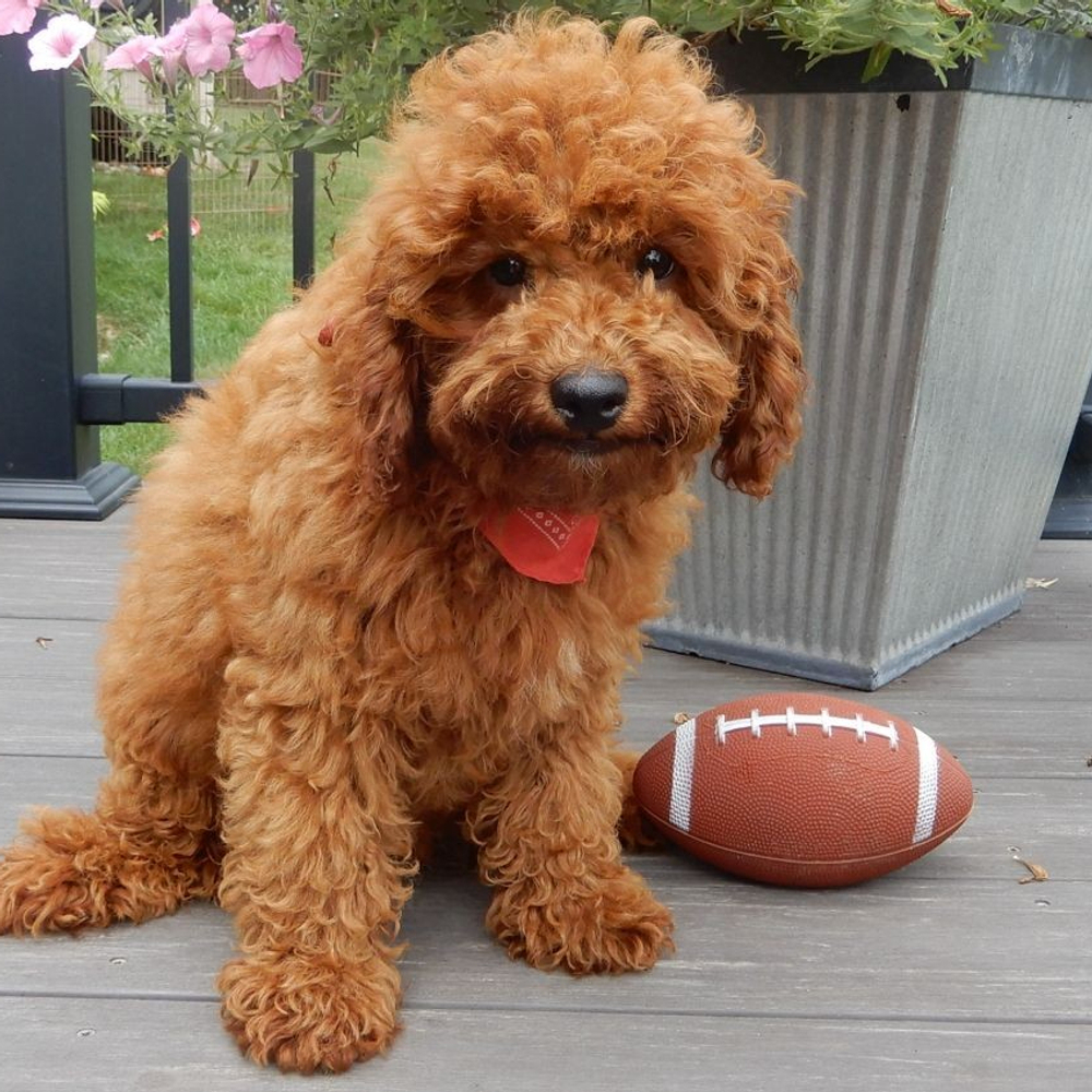 F1b Cavapoo Puppy for Sale in NYC