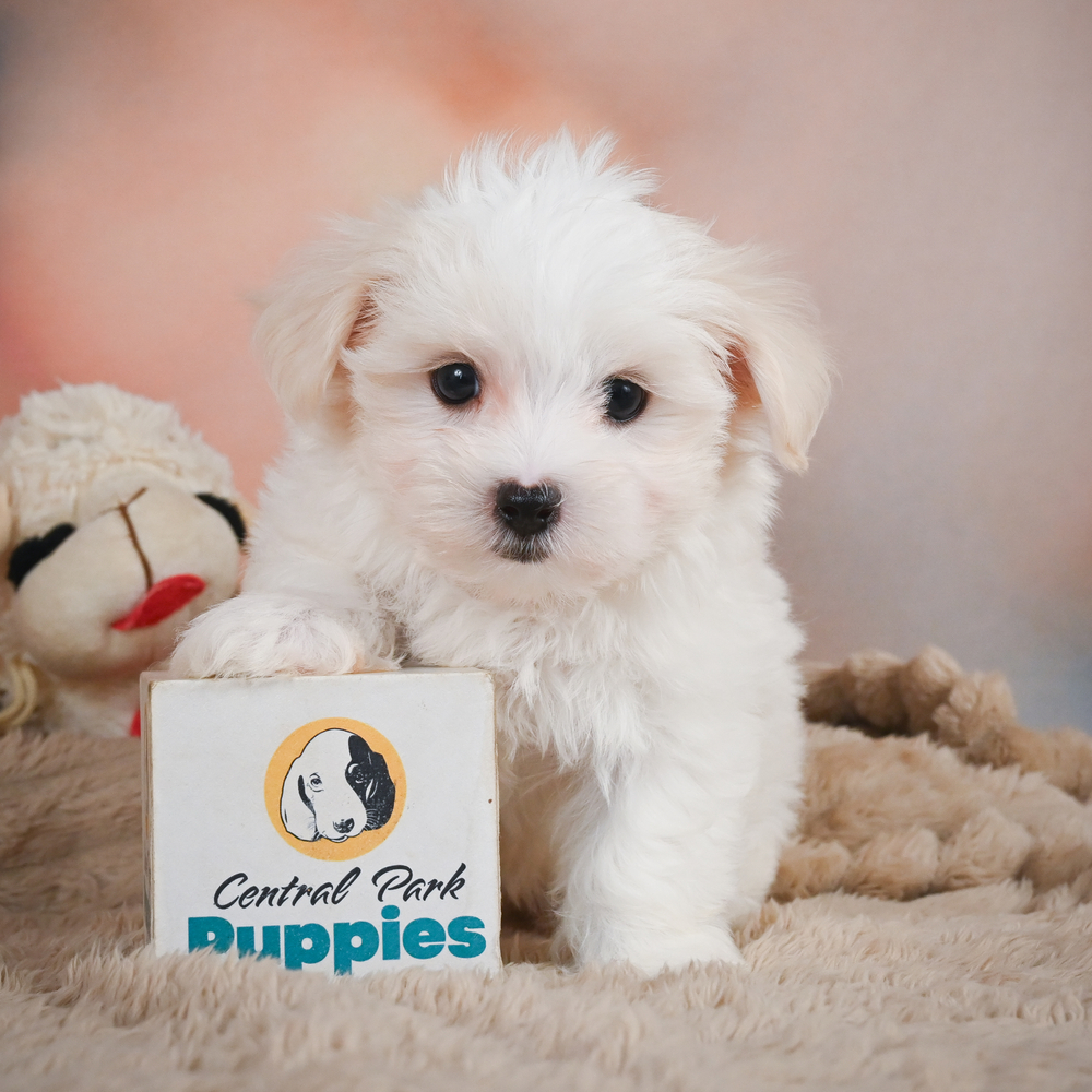 Maltese Puppy for Sale in NYC