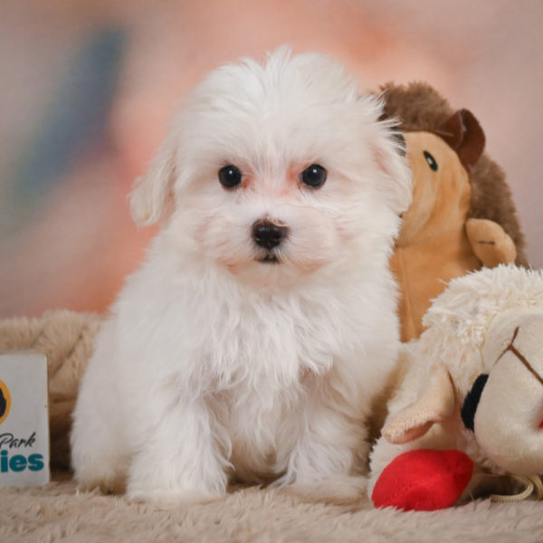 Maltese Puppy for Sale