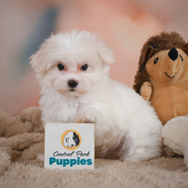 Maltese Puppy for Sale