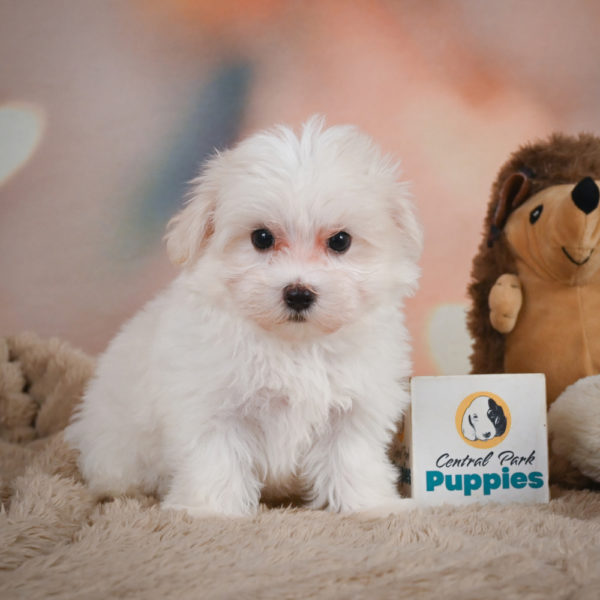 Maltese Puppy for Sale