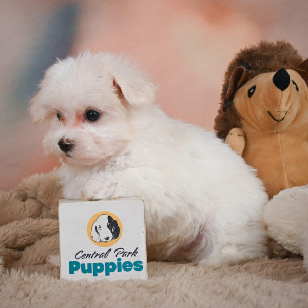 Maltese Puppy for Sale