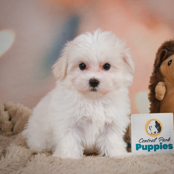 Maltese Puppy for Sale