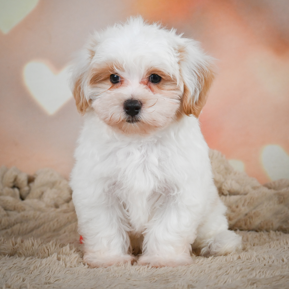 F1 Maltipoo Puppy for Sale in NYC