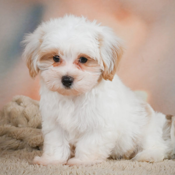 F1 Maltipoo Puppy for Sale