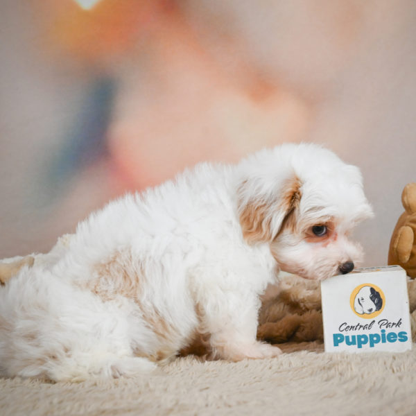 F1 Maltipoo Puppy for Sale