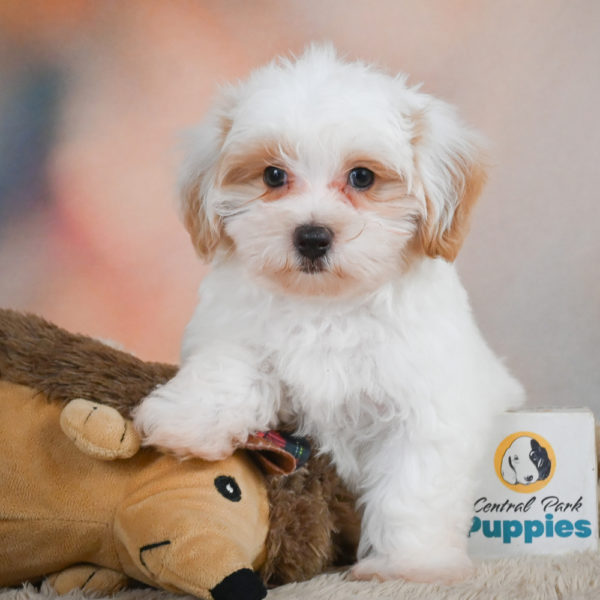 F1 Maltipoo Puppy for Sale