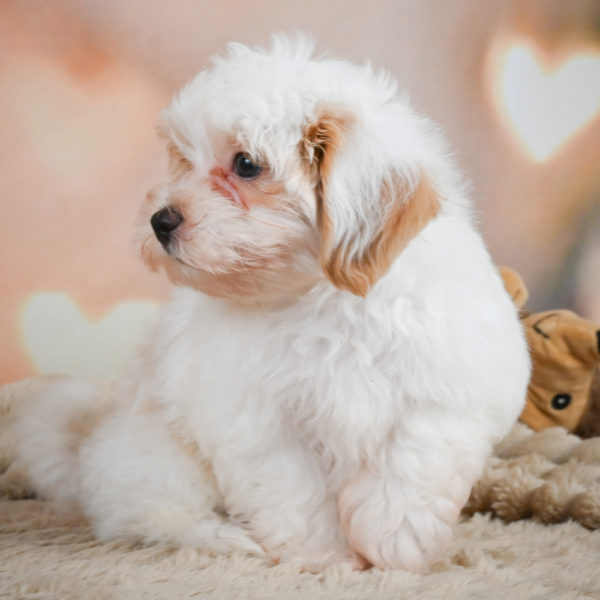 F1 Maltipoo Puppy for Sale