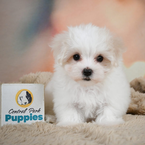 Maltese Puppy for Sale
