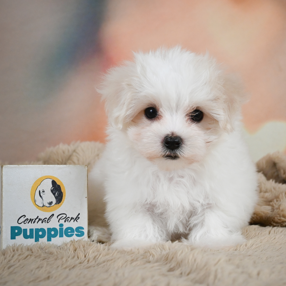 Maltese Puppy for Sale in NYC