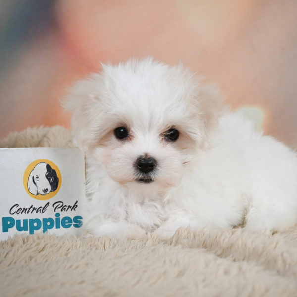 Maltese Puppy for Sale