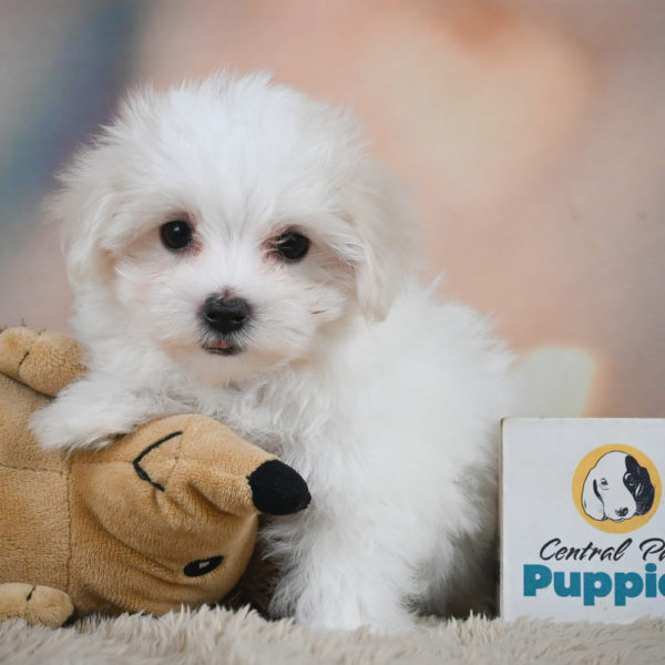 Maltese Puppy for Sale