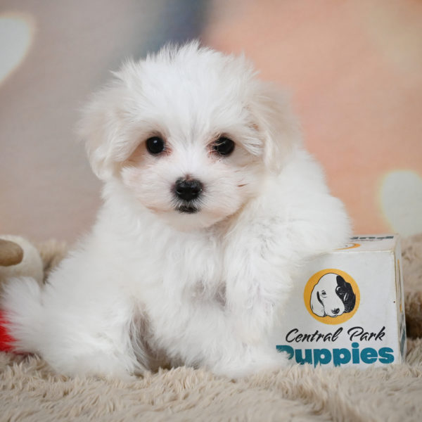 Maltese Puppy for Sale
