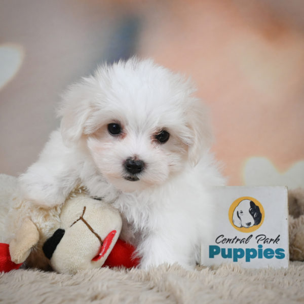 Maltese Puppy for Sale
