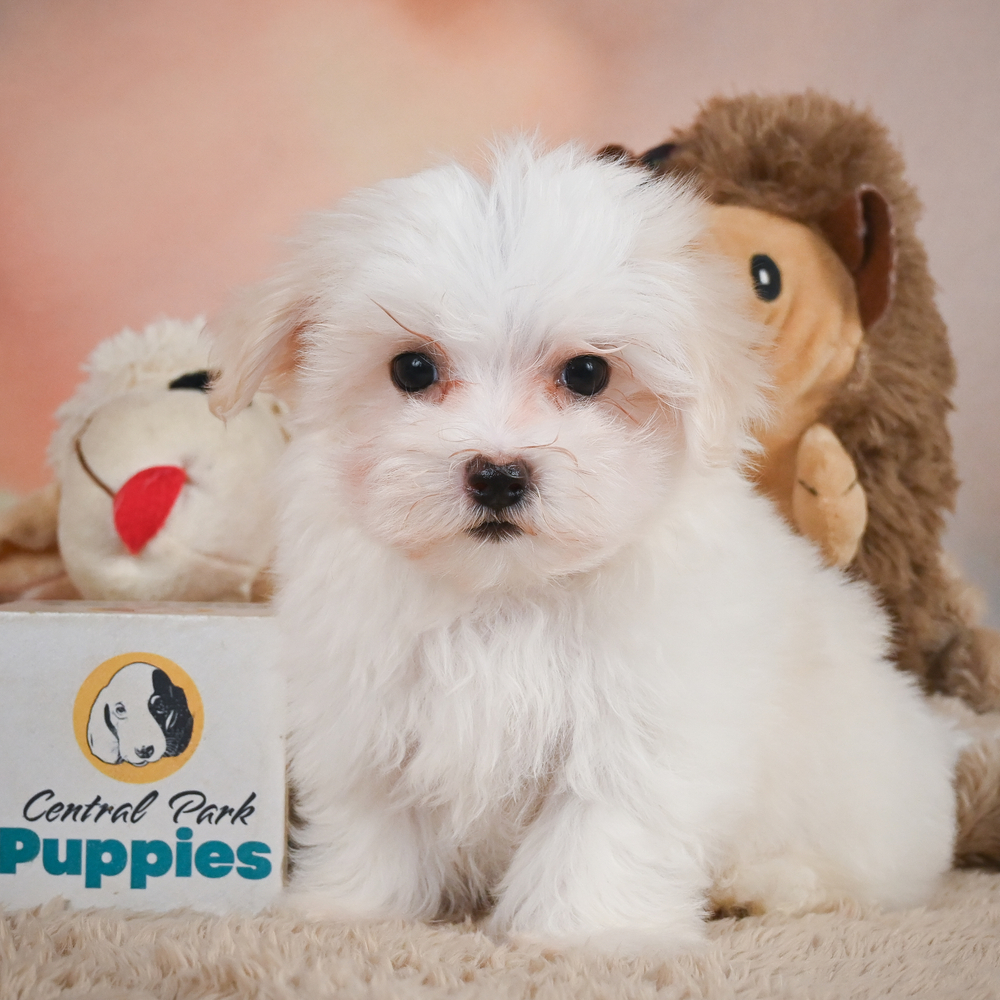 Maltese Puppy for Sale in NYC