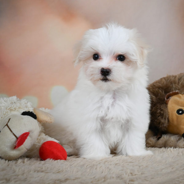 Maltese Puppy for Sale