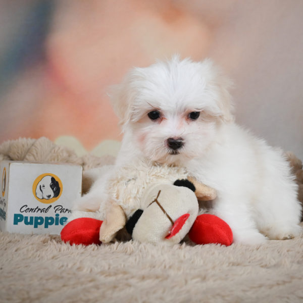 Maltese Puppy for Sale