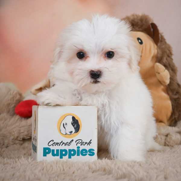 Maltese Puppy for Sale