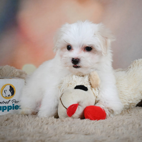 Maltese Puppy for Sale